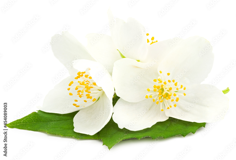 Obraz premium Jasmine flowers isolated on white background. clipping path