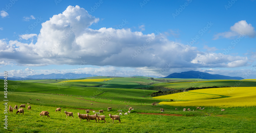 Beautiful rolling hills of canola flowers and farmlands in spring. Sheep graze in the fields with the Klipheuwel Wind Farm in the background. Near Caledon, Overberg, Western Cape, South Africa.