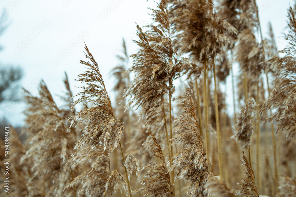 Obraz premium Reeds in the wind