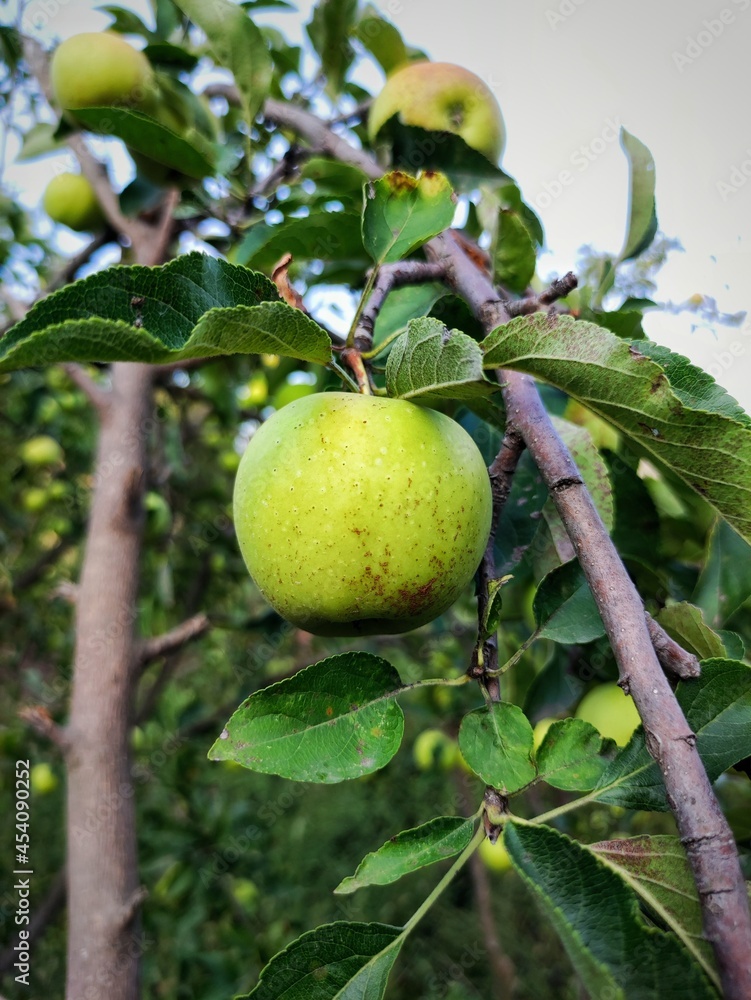 apples on tree apples on tree
