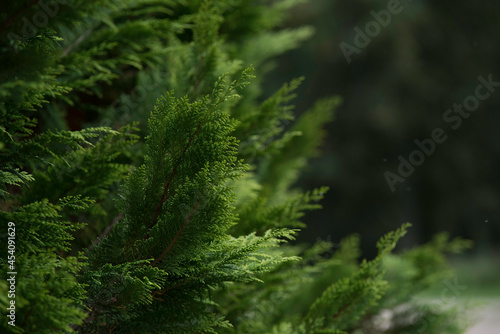 green thuja in a nature park on a cloudy day