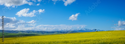 Canola or rapeseed field and the snow covered Riviersonderend Mountains. Near Caldon. Overberg. Western Cape. South Africa