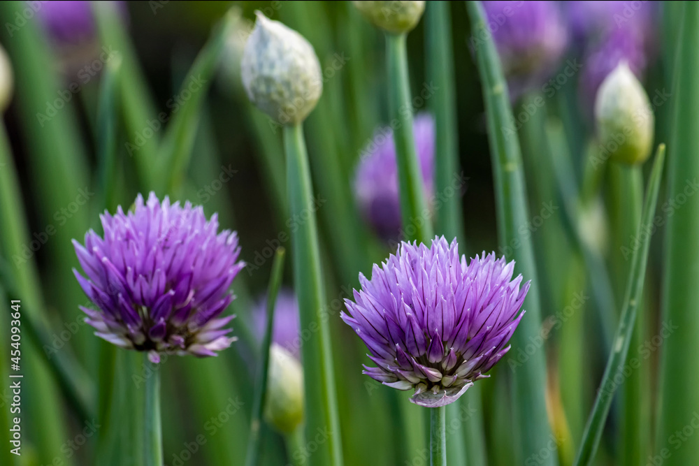Onion flowers in bloom in summer. Nature. Onion flowers in bloom in summer. Nature.