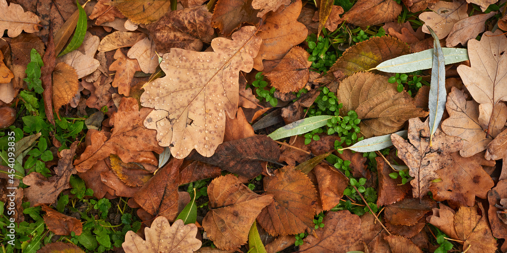 Autumn seasonal background with colorful wet foliage with water drops. Autumn seasonal background with colorful wet foliage with water drops.