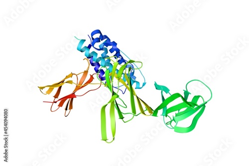 Crystal structure of unbound interleukin-23. Ribbons diagram based on protein data bank entry 5mxa. Rainbow coloring from N to C. Scientific background. 3d illustration photo