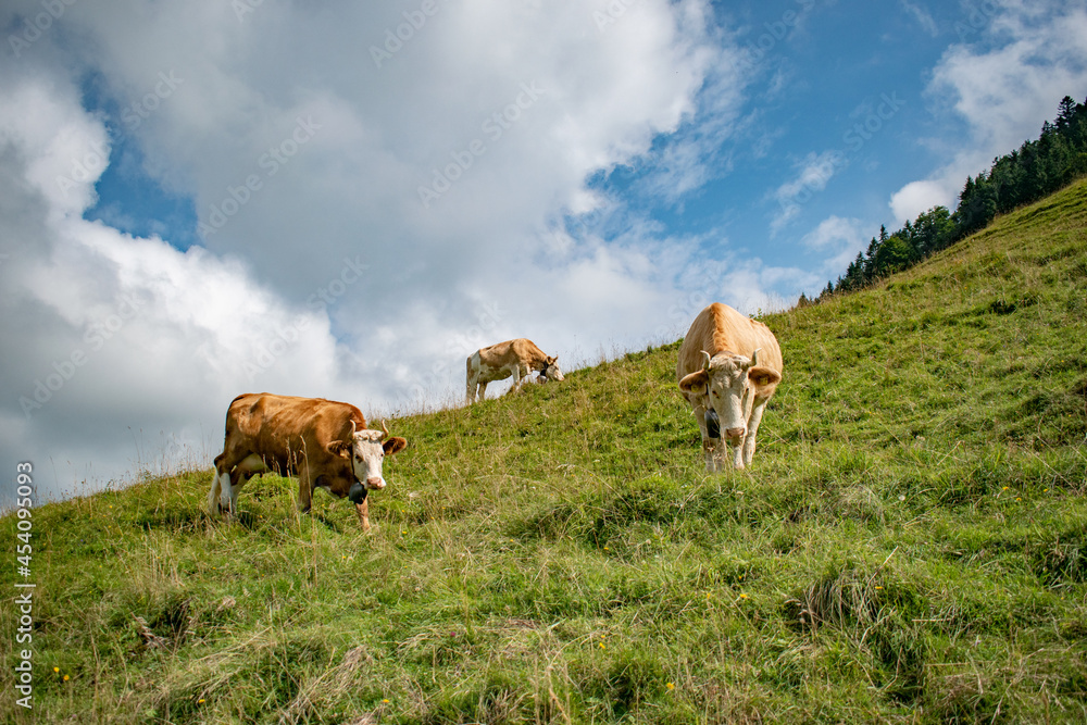 Beautiful swiss cows. Alpine meadows. Mountains.
Beautiful swiss cows. Alpine meadows. Mountains.