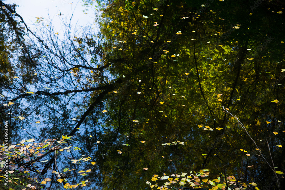 Fototapeta premium Fallen leaves float in the water