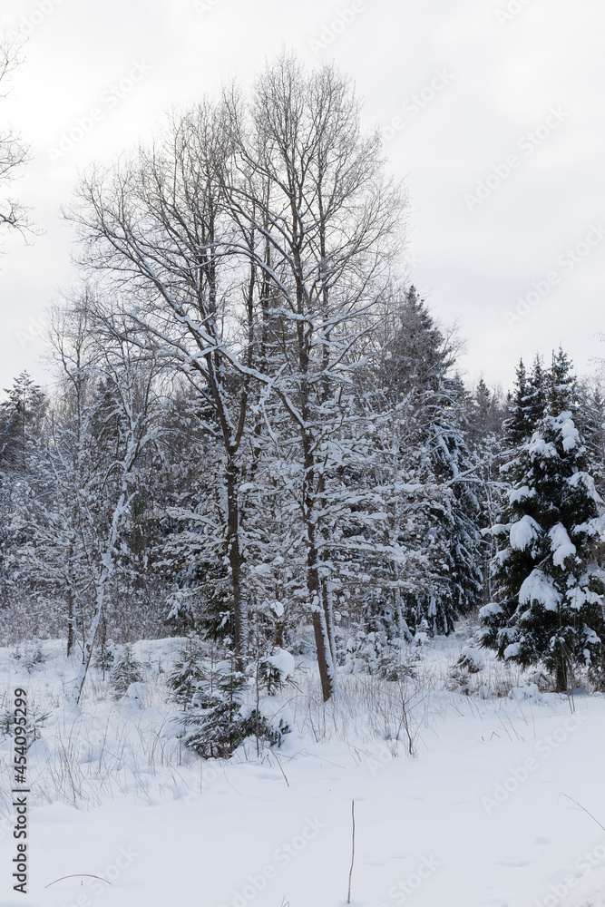 winter season of the year in the forest winter season of the year in the forest