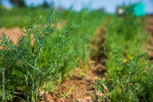 Plant Odorous Dill (Anethum graveolens) grows in an agricultural field