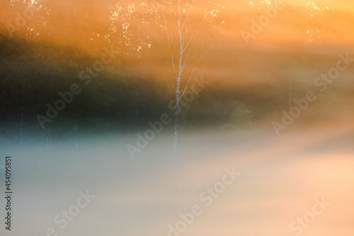 Fototapeta Naklejka Na Ścianę i Meble -  Drzewo Mgieł 