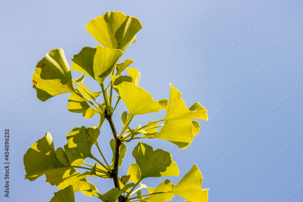 Obraz premium 風景素材 陽射しを浴びた鮮やかな銀杏の葉