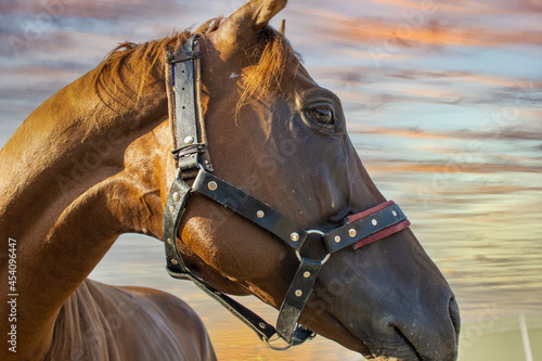 portrait of brown horse at sunset.