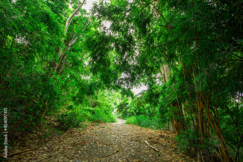 panoramic background of high mountain scenery, overlooking the atmosphere of the sea, trees and wind blowing in a cool blur, spontaneous beauty