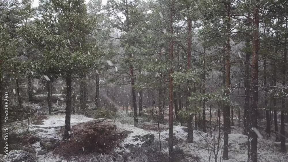 snow in the forest snow in the forest