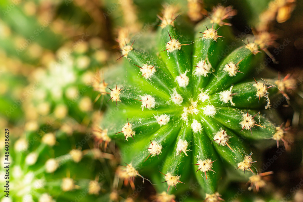 Macrophotography of green cacti. Indoor small cacti are close. Macrophotography of green cacti. Indoor small cacti are close.