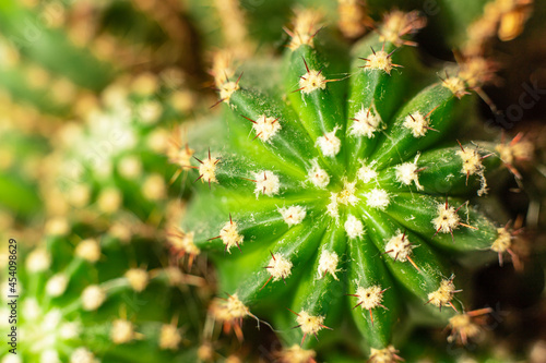 Macrophotography of green cacti. Indoor small cacti are close.