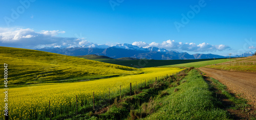 Canola or rapeseed field and the snow covered Riviersonderend Mountains. Near Greyton. Overberg. Western Cape. South Africa