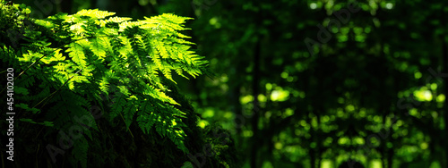 Beautiful panorama in the forest (Black Forest) - Fresh green ferns, illuminated by the sun, with bokeh effect lights © Corri Seizinger