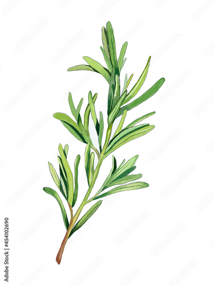 Obraz premium Rosemary sprig hand-drawn illustration isolated on white. Sketched natural design element, greenery for eco herbal spa cosmetics, alternative medicine, rustic wrapping of gardening products or spices