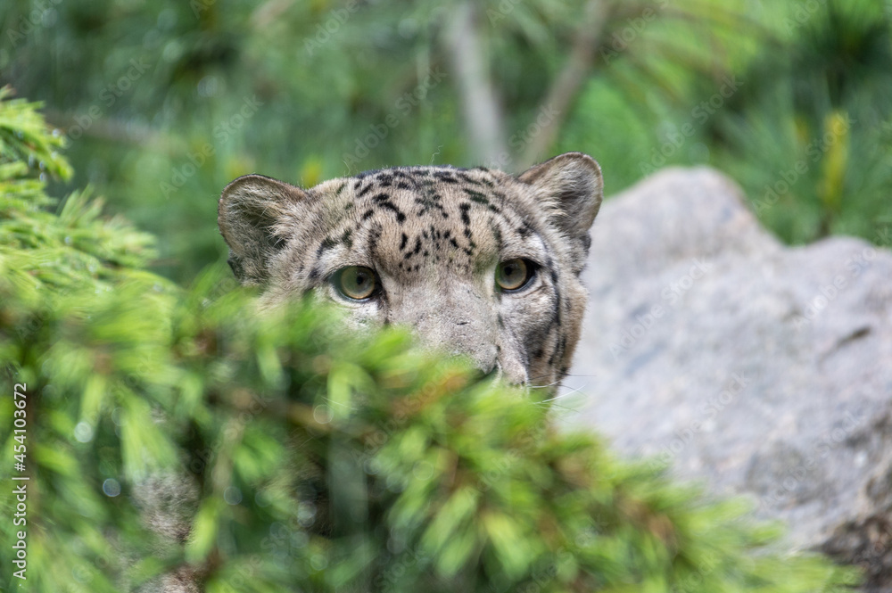 Obraz premium hidden snow leopard