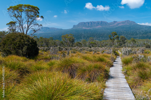 Boarded hiking trail in alpine bushland, Tasmania