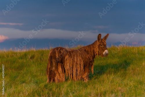 Baudet du Poitou donkey in the Michigan countryside - Michigan - USA