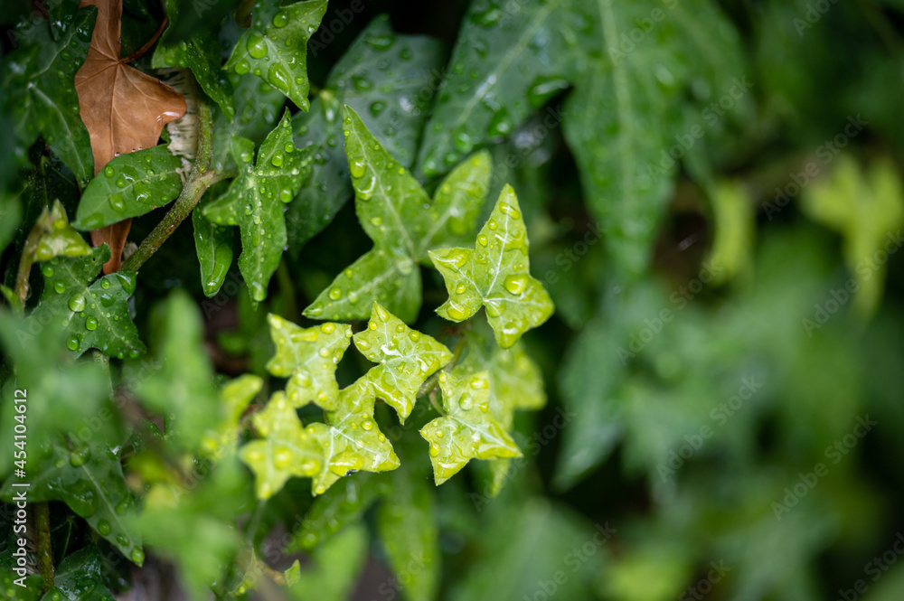 wet ivy wet ivy