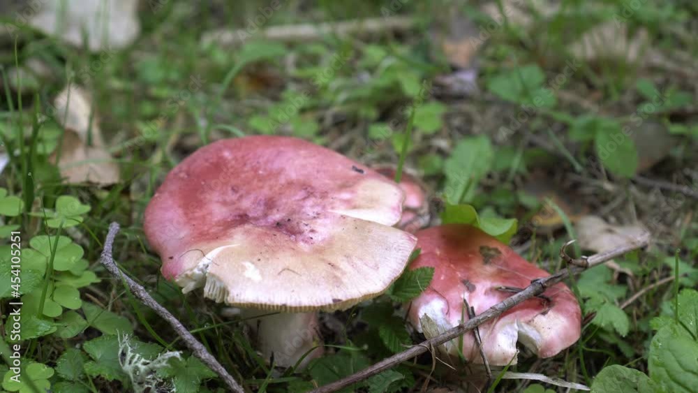 Forest, mushroom season. Russula mushrooms grow on the ground in the grass Forest, mushroom season. Russula mushrooms grow on the ground in the grass