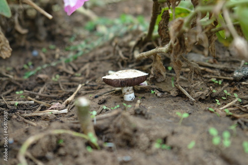 tiny mushroom champignon