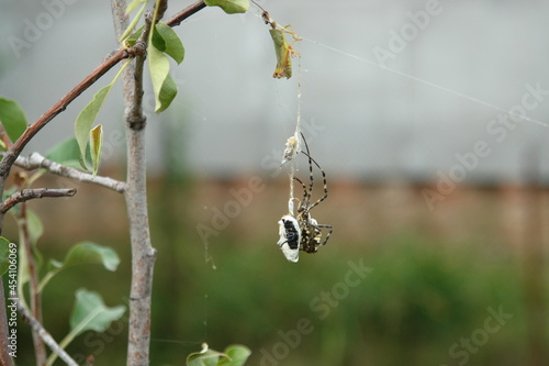 spider web with dew