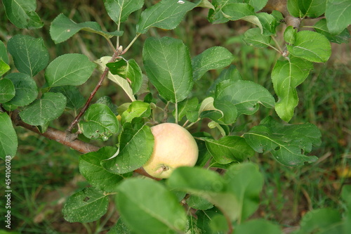apple on tree