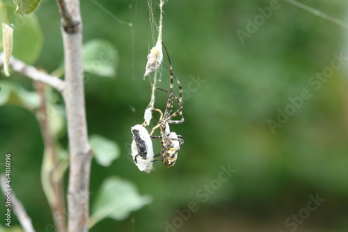 spider on a branch