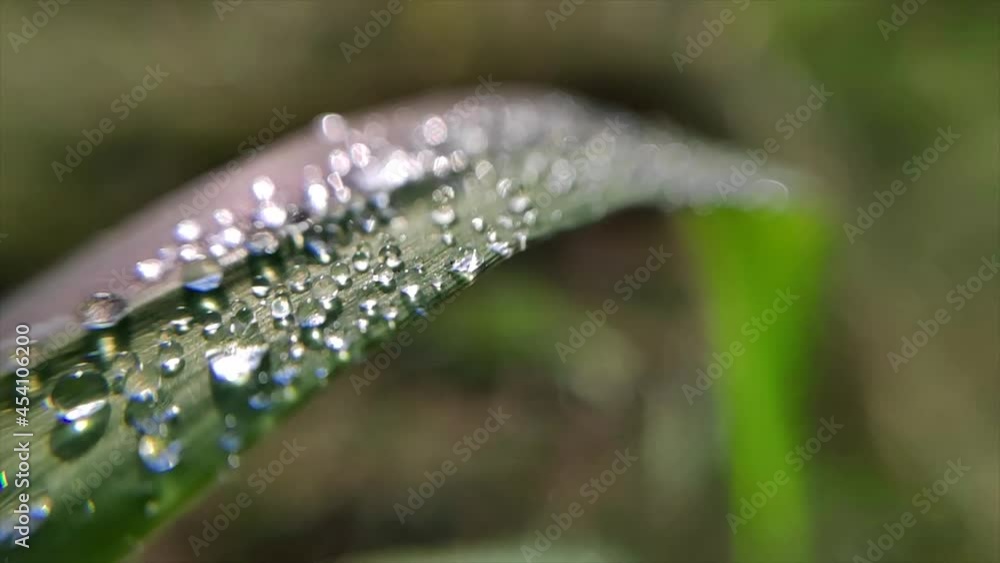 dew on a grass dew on a grass