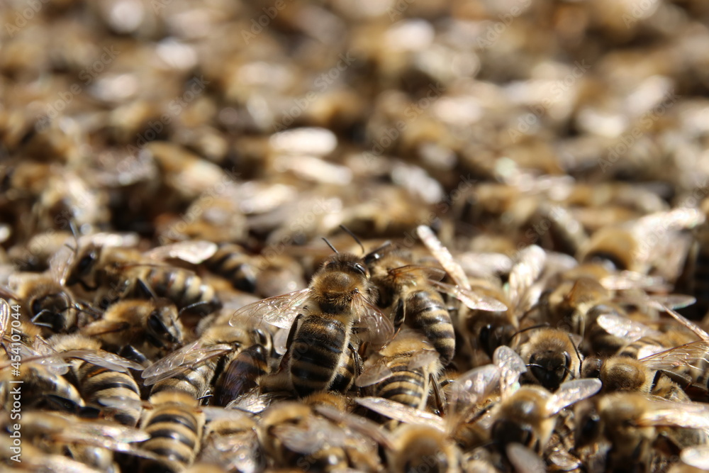 Closeup bee in a beehive