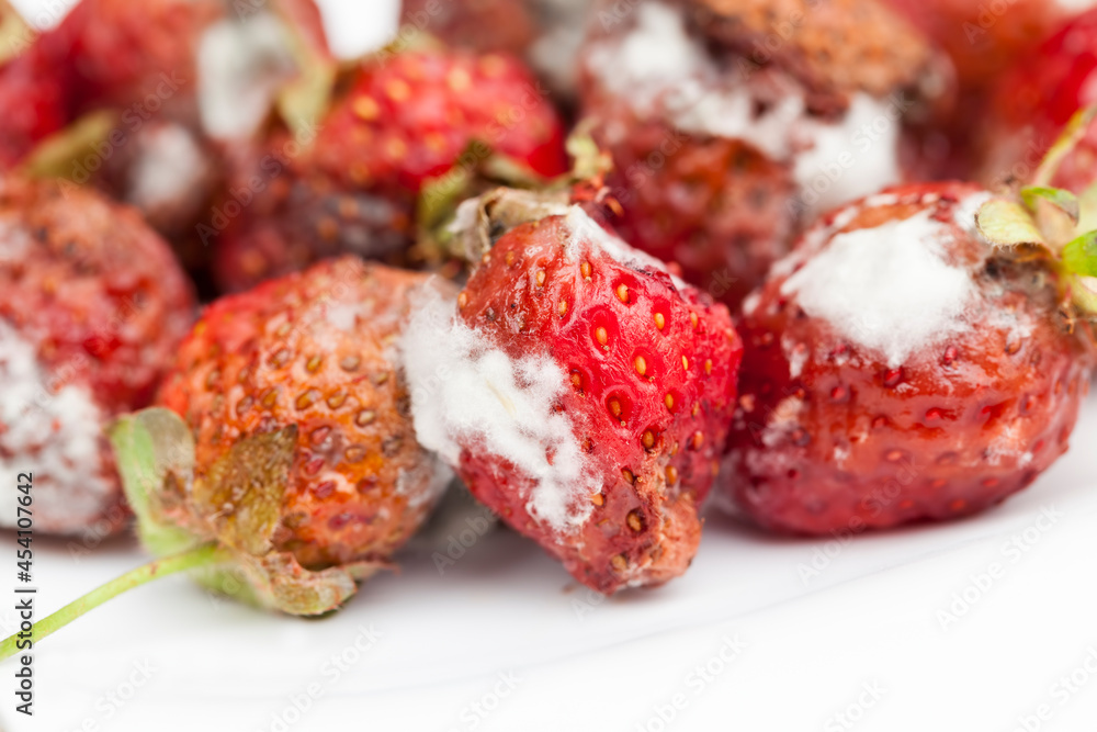 moldy rotting red strawberries close up moldy rotting red strawberries close up