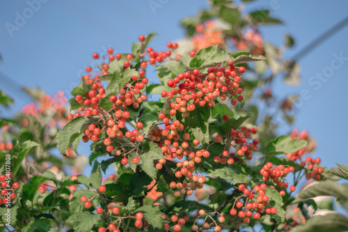 red and yellow berries
