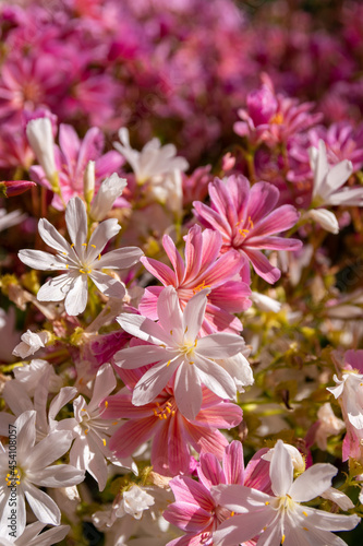 white pink