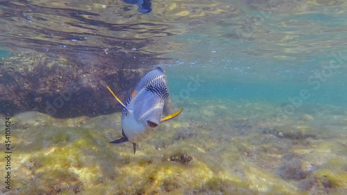 Underwater surgeon fish swimming on coral reef in clear ocean water. Exotic fish and animal in Red Sea wildlife photo