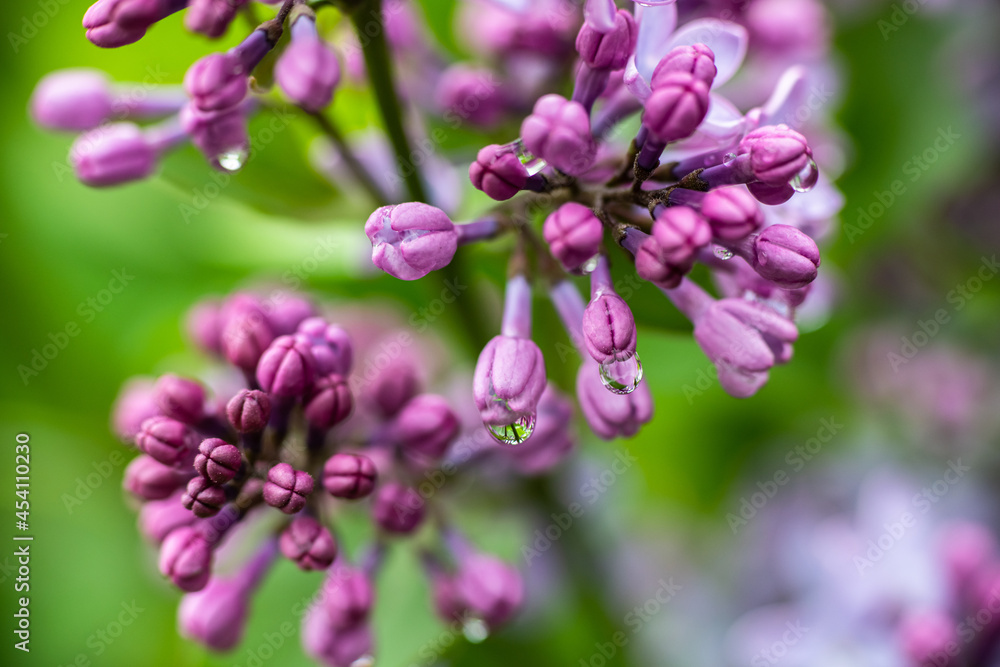 Lilac garden trees under the rain nature spring time with free space text Lilac garden trees under the rain nature spring time with free space text