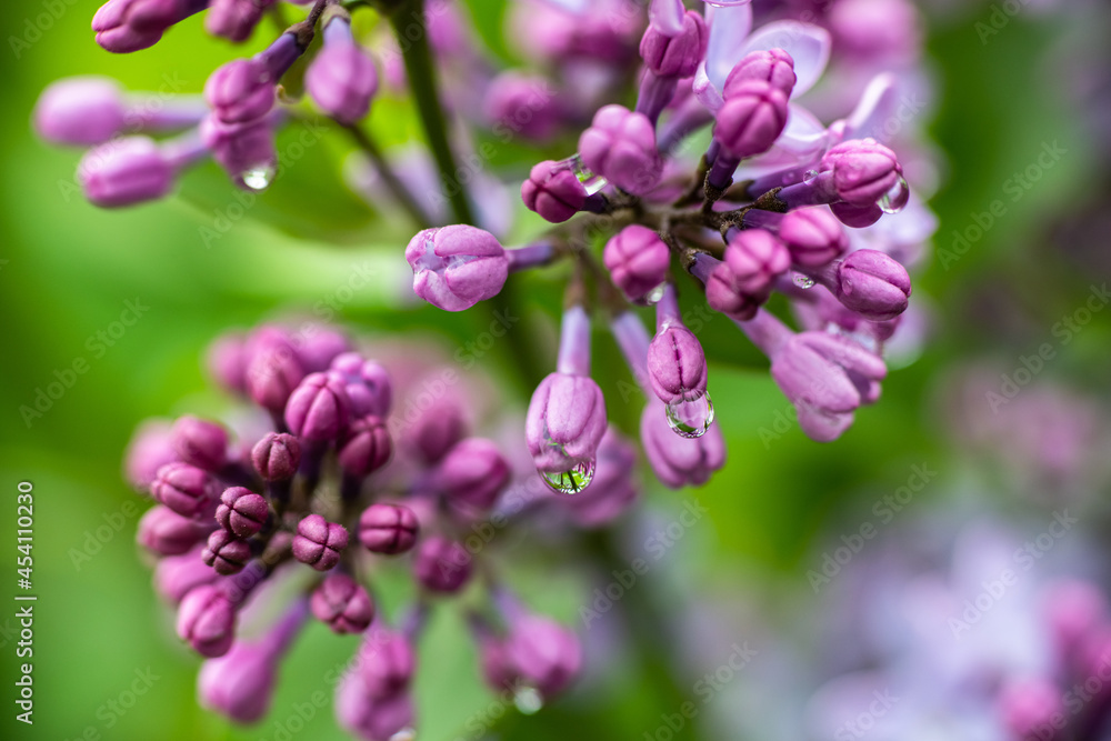 Lilac garden trees under the rain nature spring time with free space text