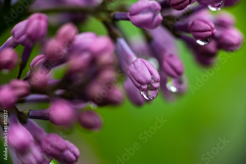 Lilac garden trees under the rain nature spring time with free space text