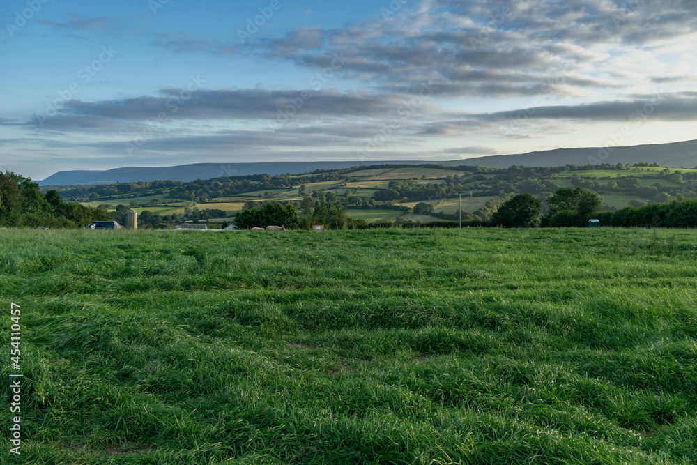 Fototapeta premium landscape with green field in the evening