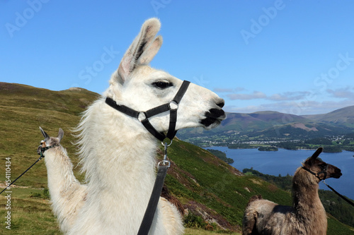 Платно Alpaca in the lakes