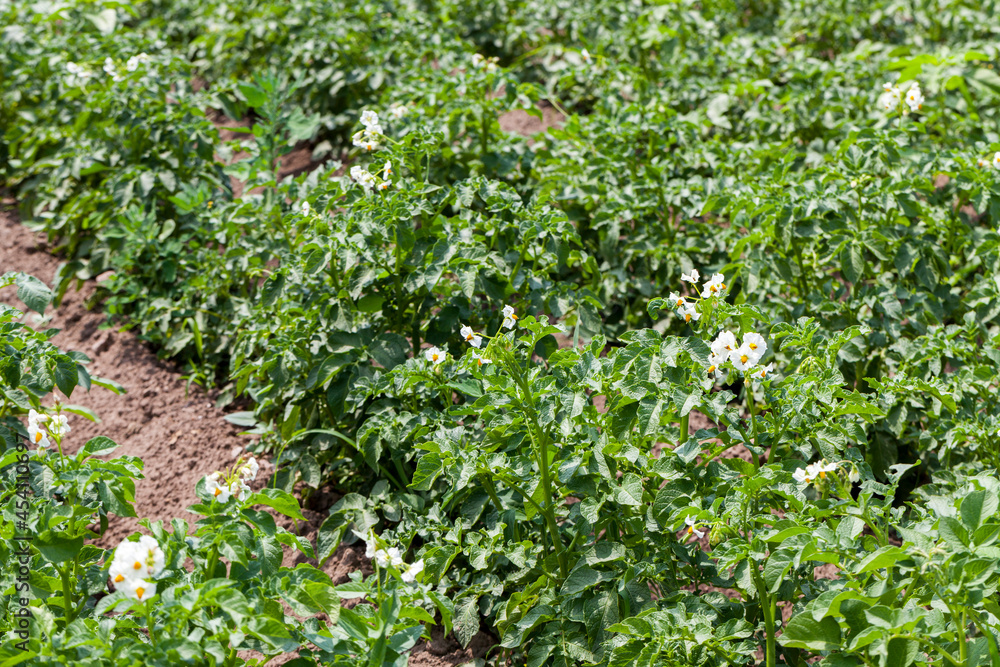 Fototapeta premium potato blooming during growth