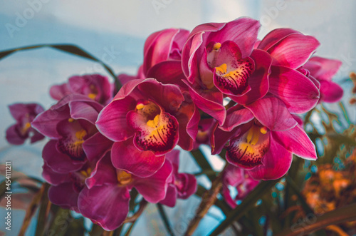 Colorful red and pink cymbidium orchid flowers are also known as boat orchids from orchidaceae family in the garden