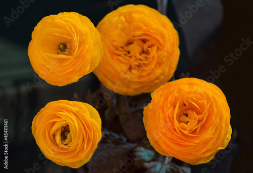 Birdseye view of ranunculus flower commonly known as Persian buttercups flowers.