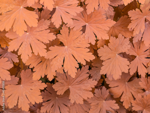 autumnal leaves - fa oliage texture