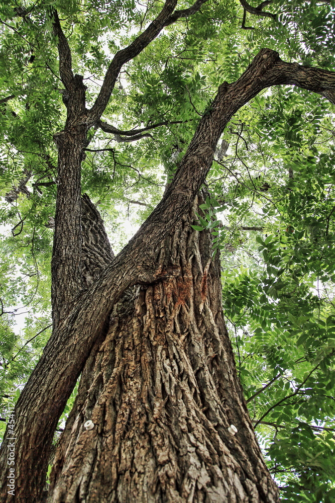 Fototapeta premium Tangled Trees