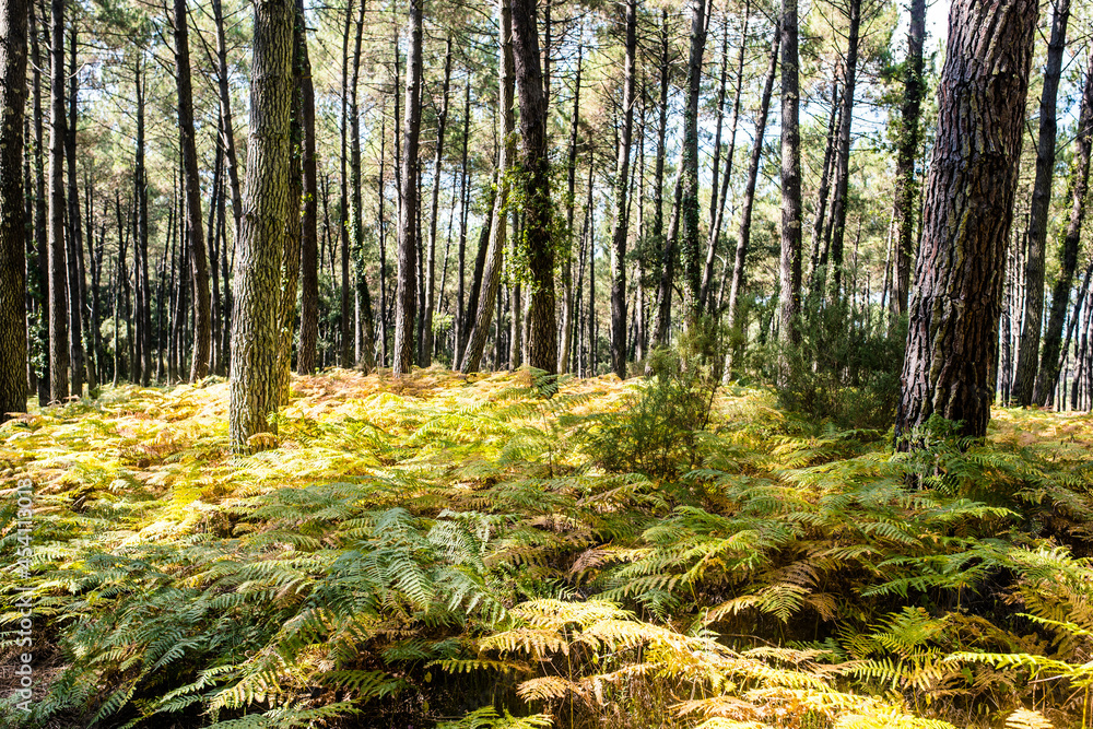 Magnificent landscape of a pine forest with a carpet of ferns Magnificent landscape of a pine forest with a carpet of ferns