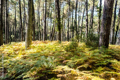 Magnificent landscape of a pine forest with a carpet of ferns